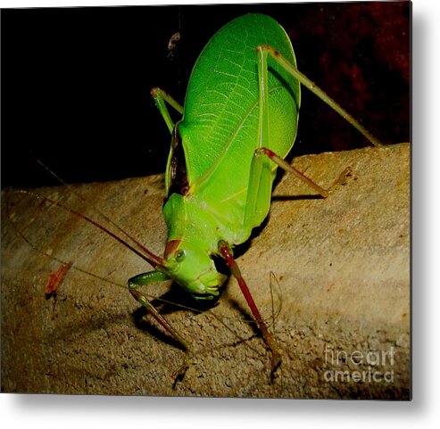 Giant Katydid Leaf Bug Leaf Camouflage Natural Camouflage Rare Insects Nocturnal Nature Photography Nocturnal Creatures Of The Night Nocturnal Insects Giant Bugs Forest Creatures Woodland Creatures North American Insects Metal Print featuring the photograph Giant Katydid by Joshua Bales