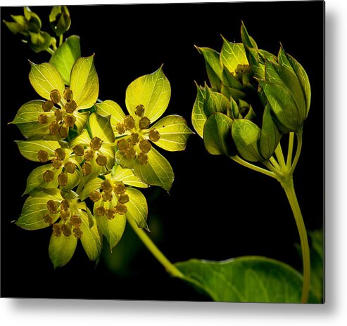 Black Background Metal Print featuring the photograph Glow by Len Romanick