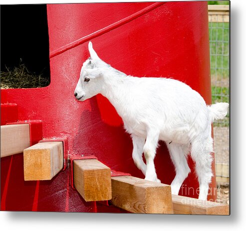 Goat Metal Print featuring the photograph Kid's Play by Laurel Best