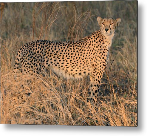 Poised Metal Print featuring the photograph Golden Cheetah At Sunset by Tom Wurl