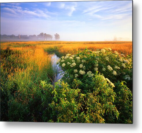 Sunset Metal Print featuring the photograph Golden Grassy Glow by Ray Mathis