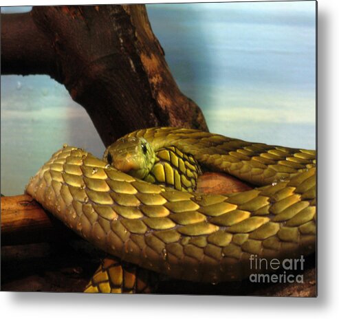 Snake Metal Print featuring the photograph Golden Snake by Patricia Januszkiewicz