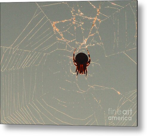 Spider Metal Print featuring the photograph Golden Spider by Cheryl Del Toro