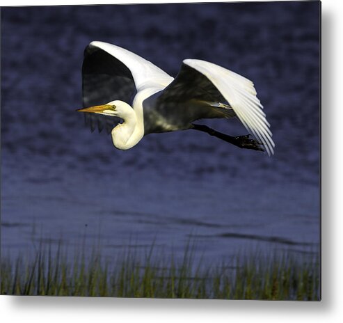 Birds Metal Print featuring the photograph Grace by Don Hoekwater Photography