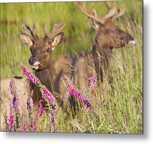 Elk Metal Print featuring the photograph Grazing at Dusk by Todd Kreuter