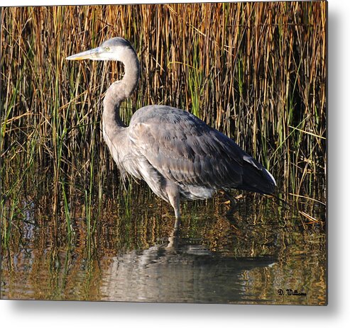 Great Blue Heron Metal Print featuring the photograph Great Blue Heron wades quietly by Dan Williams