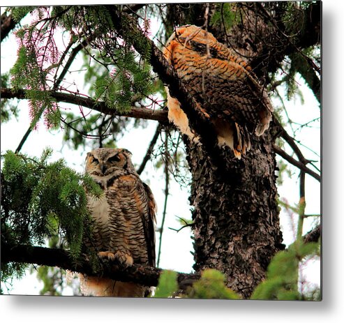 Owl Metal Print featuring the photograph Great Horned Owl and Baby by Larry Trupp