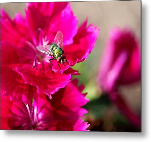 Flies Metal Print featuring the photograph Green Bottle Fly on Dianthus by Rona Black