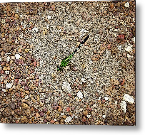 Green Dragonfly Photograph Canvas Print Metal Print featuring the photograph Green Dragon by Lucy VanSwearingen