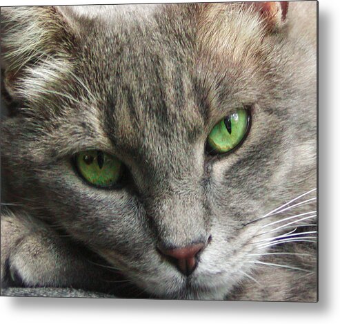 Cat Metal Print featuring the photograph Green Eyes by Leigh Anne Meeks