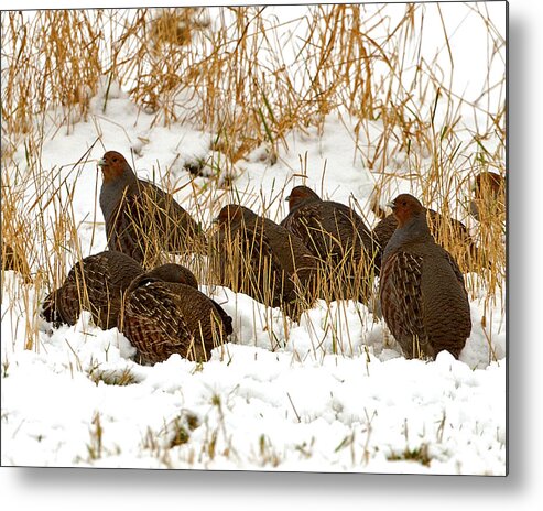 Greypartridge Metal Print featuring the photograph Grey Partridge in snow by Paul Scoullar