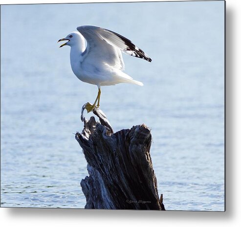 Gull Metal Print featuring the photograph Gull - able by Steven Clipperton