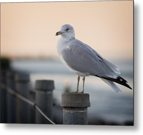 Seagull Metal Print featuring the photograph Gull by Chris Bordeleau