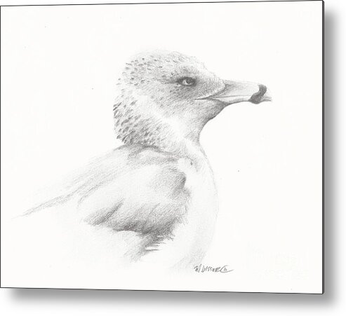 Sea Gull Metal Print featuring the drawing Gull Study by Meagan Visser