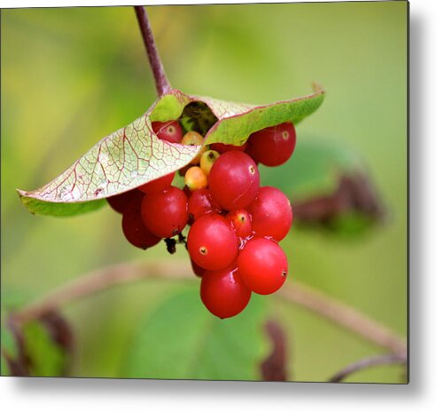 Lonicera Hirsuta Metal Print featuring the photograph Hairy Honeysuckle by David Pickett