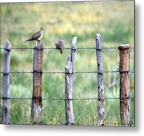 Doves Metal Print featuring the photograph Happy Doves by Clarice Lakota