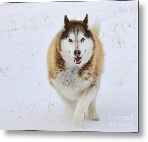 Husky Metal Print featuring the photograph Happy Husky by Gary Beeler