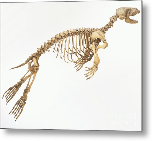 Anatomy Metal Print featuring the photograph Harbor Seal Skeleton, Phoca Vitulina by Dave King / Dorling Kindersley