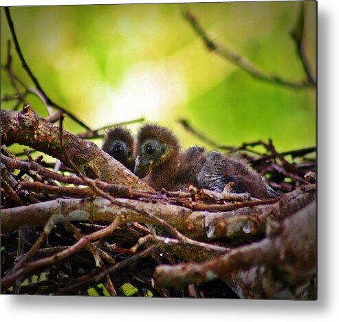 Opisthocomus Hoazin Metal Print featuring the photograph Hoatzin Hatchlings in the Amazon by Henry Kowalski
