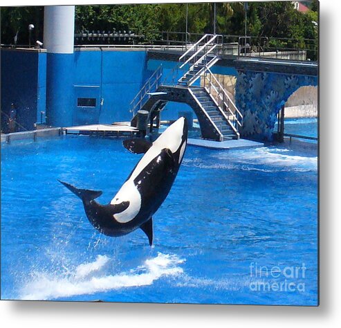 Orca Whale Metal Print featuring the photograph Have A Splash by Lingfai Leung