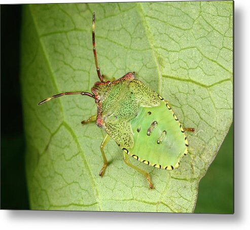 1 Metal Print featuring the photograph Hawthorn Shield Bug Nymph by Nigel Downer