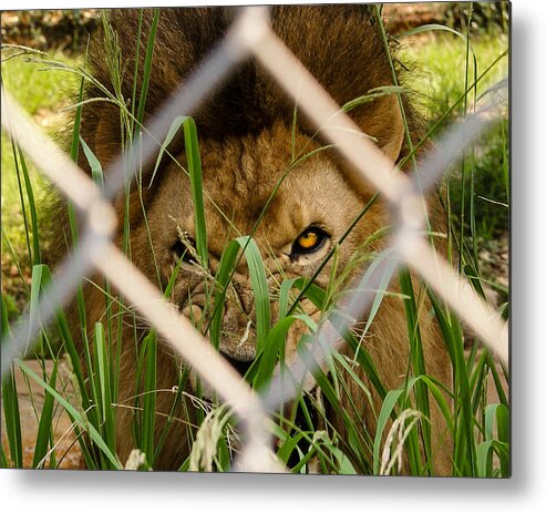 Lion Metal Print featuring the photograph He Didn't Like Me Photographing Him by Robert L Jackson