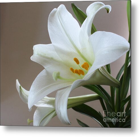 Lily Metal Print featuring the photograph He is Risen by Anita Oakley