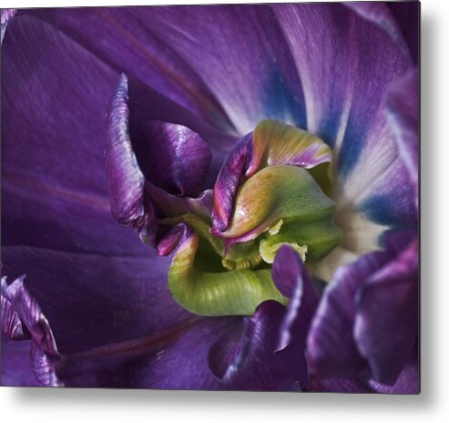 Purple Metal Print featuring the photograph Heart of a Purple Tulip by Rona Black