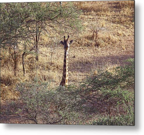 Color Metal Print featuring the photograph Hello by Dawn J Benko