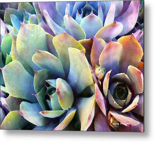 Hens And Chicks Photography Metal Print featuring the painting Hens and Chicks series - Soft Tints by Moon Stumpp