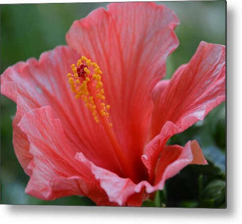 Hibiscus Metal Print featuring the photograph Hibiscus Beauty by Linda Bailey