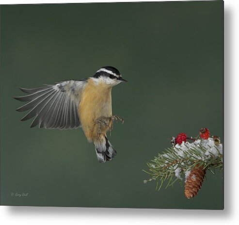 Nature Metal Print featuring the photograph Hip Hip Hooray by Gerry Sibell