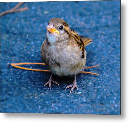 House Sparrow Metal Print featuring the photograph His Eye Is On the Sparrow by Brian Tada