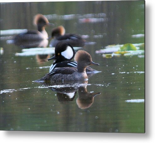 Hooded Merganser Ducks Metal Print featuring the photograph Hooded Merganser Pair Crossed by John Dart