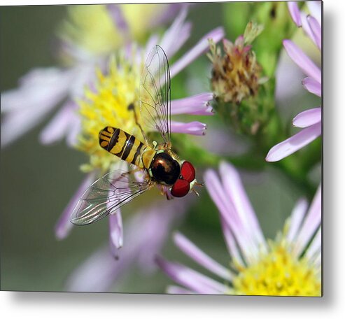 Macro Metal Print featuring the photograph Hoverfly by Dusty Wynne