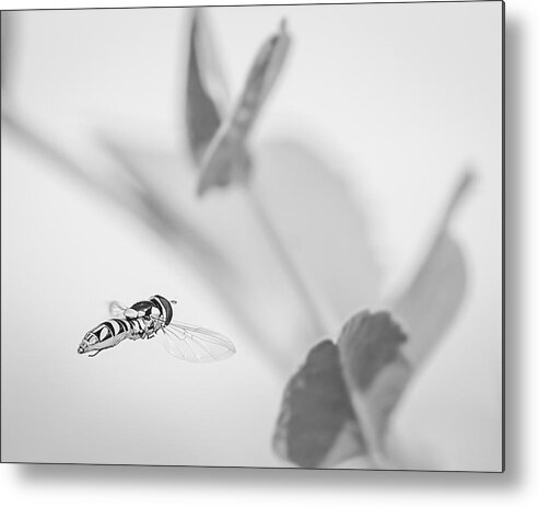 Black-and-white Metal Print featuring the photograph hoverfly in the pea patch B/W by Len Romanick