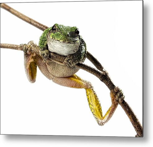 Frog Metal Print featuring the photograph How You Doin? by John Crothers