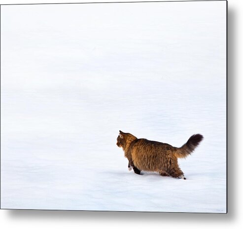 Domestic Cats Metal Print featuring the photograph Hunter At Work by Theresa Tahara