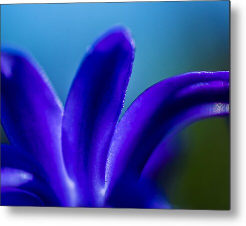 Color Metal Print featuring the photograph Hyacinth detail by Arkady Kunysz