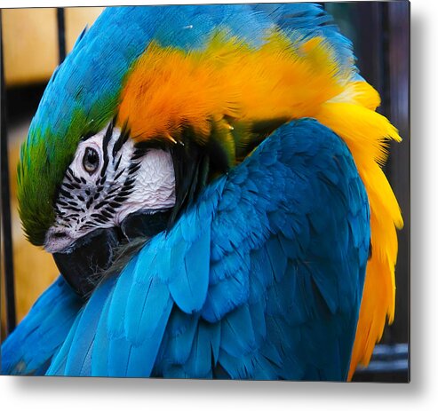 Macaw Metal Print featuring the photograph I always feel like somebody's watching me by Robert L Jackson