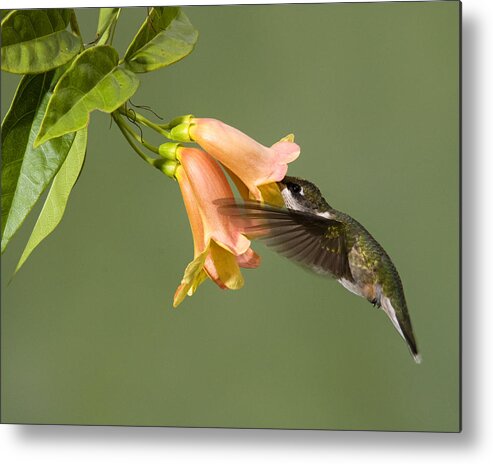 Hummingbird Metal Print featuring the photograph I know its in here by Jim E Johnson