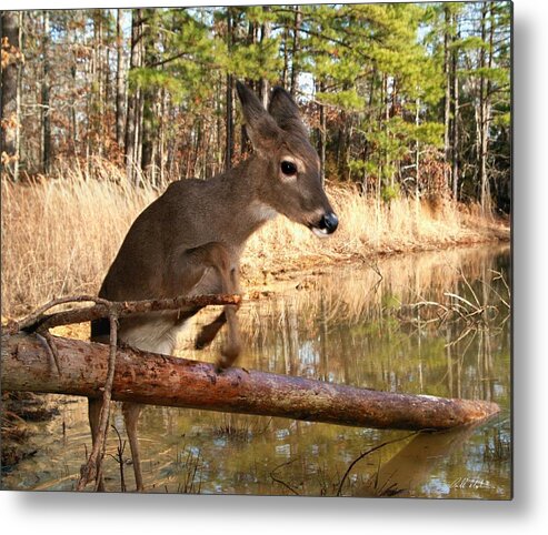 Wildlife Metal Print featuring the photograph In A Flash by Bill Stephens