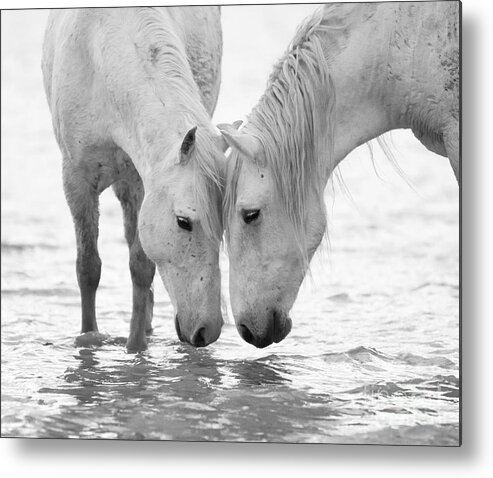 Black And White Metal Print featuring the photograph In the Water at Dawn II by Carol Walker