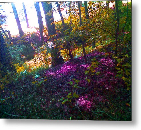 Digital Photography Metal Print featuring the photograph Into The Forrest by Linda N La Rose