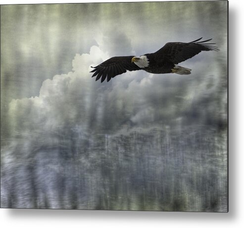 American Adult Bald Eagle Metal Print featuring the photograph Into The Heavens by Thomas Young