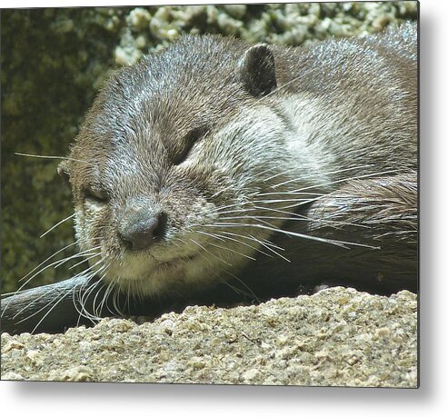 Otter Metal Print featuring the photograph It's A Hard Life by Margaret Saheed