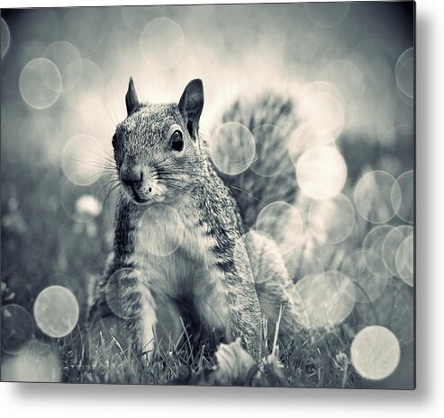 Squirrel Metal Print featuring the photograph It's A Squirrel's World Too by Aurelio Zucco
