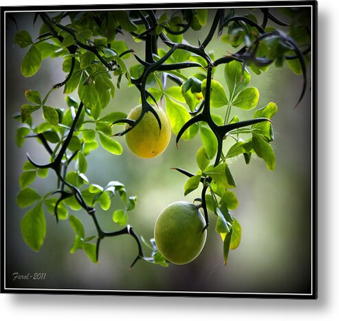 Flying Metal Print featuring the photograph Japanese Orange Tree by Farol Tomson