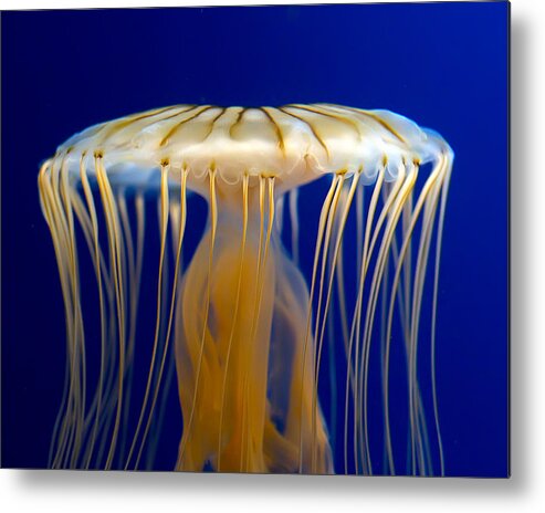 Picture Metal Print featuring the photograph Jelly-fish by Anna Rumiantseva