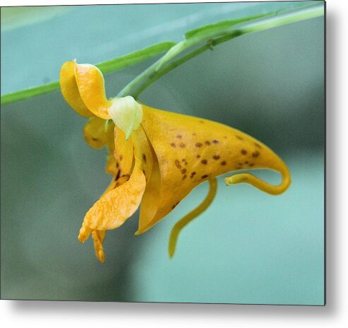 Jewel Weed Metal Print featuring the photograph Jewel Weed by Doris Potter